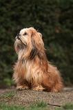 LHASSA APSO 140